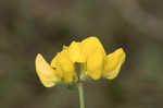 Bird's-foot trefoil